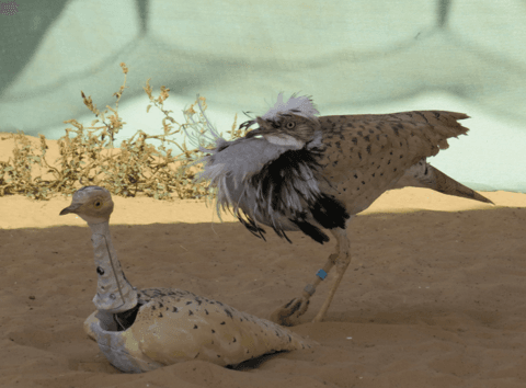 The Application of Robotics and AI for Houbara Bustard Conservation